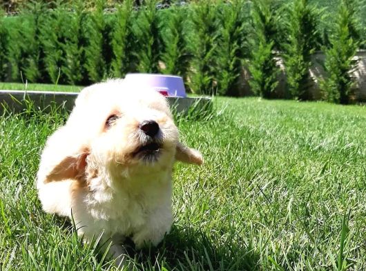 Muhteşem Malti̇poo Bebekleri̇ Si̇zleri̇ Bekli̇yor görsel