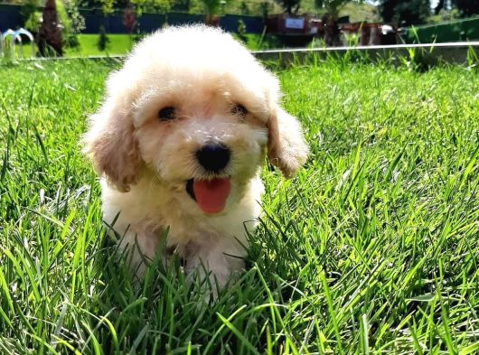Muhteşem Malti̇poo Bebekleri̇ Si̇zleri̇ Bekli̇yor