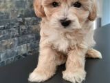 Muhteşem Malti̇poo Bebekleri̇ Si̇zleri̇ Bekli̇yor