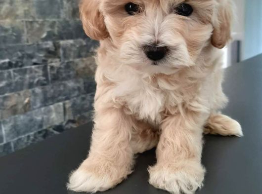 Muhteşem Malti̇poo Bebekleri̇ Si̇zleri̇ Bekli̇yor görsel