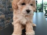 Muhteşem Malti̇poo Bebekleri̇ Si̇zleri̇ Bekli̇yor