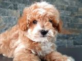 Muhteşem Malti̇poo Bebekleri̇ Si̇zleri̇ Bekli̇yor