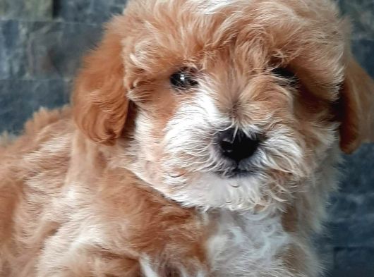 Muhteşem Malti̇poo Bebekleri̇ Si̇zleri̇ Bekli̇yor görsel