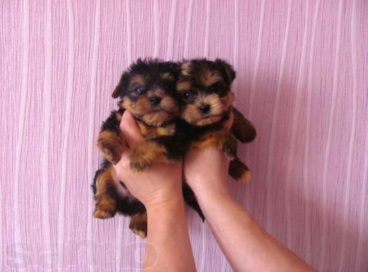 0 Yorkshire Terrier Yavruları Mama Ve Malzeme