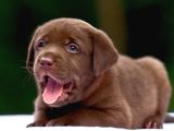 Türki̇yeni̇n En Özel Çi̇fli̇ği̇nden Labrador Yavrulari
