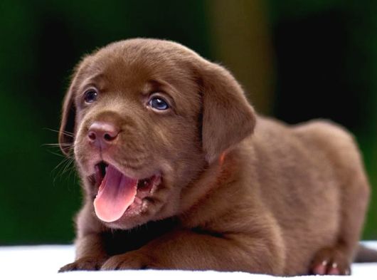 Türki̇yeni̇n En Özel Çi̇fli̇ği̇nden Labrador Yavrulari görsel