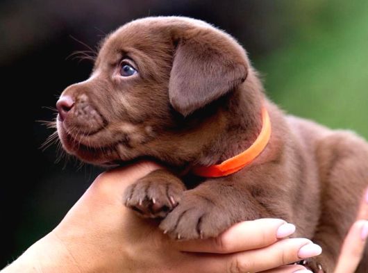 Türki̇yeni̇n En Özel Çi̇fli̇ği̇nden Labrador Yavrulari görsel
