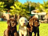 Türki̇yeni̇n En Özel Çi̇fli̇ği̇nden Labrador Yavrulari