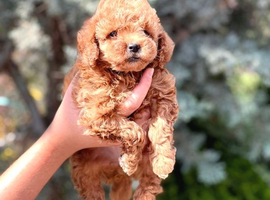 Kore Kan Toy Poodle Yavrularımız