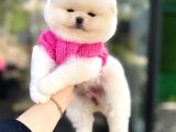 Pomerinian Boo Yavrulari