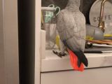 PrehistoricPets güvencesi ile Red factor jako