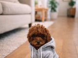 Minyatür Poodle Minnaklarım