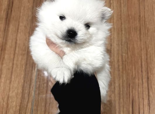 Pamuk Peluşlar Pomeranian Boo Bebekler görsel