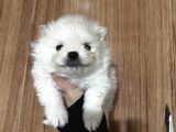 Pamuk Peluşlar Pomeranian Boo Bebekler
