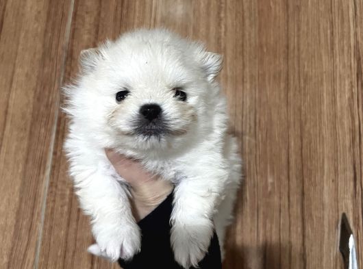 Pamuk Peluşlar Pomeranian Boo Bebekler görsel