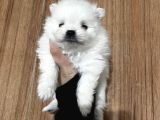 Pamuk Peluşlar Pomeranian Boo Bebekler
