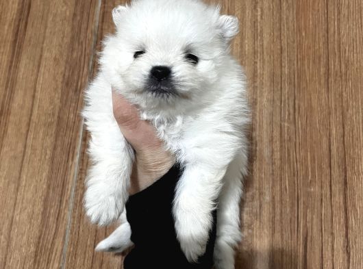 Pamuk Peluşlar Pomeranian Boo Bebekler