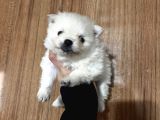 Pamuk Peluşlar Pomeranian Boo Bebekler