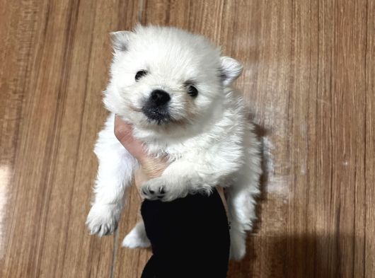 Pamuk Peluşlar Pomeranian Boo Bebekler görsel