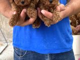 Red Toy Poodle Yavrular