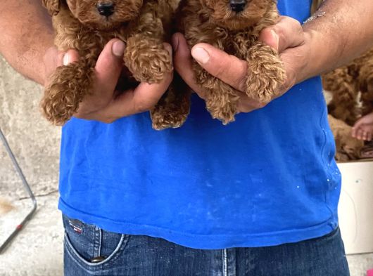 Red Toy Poodle Yavrular görsel