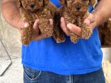 Red Toy Poodle Yavrular