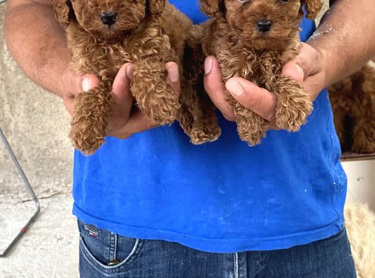 Red Toy Poodle Yavrular görsel