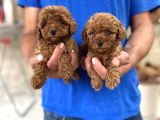 RED TOY POODLE YAVRULAR