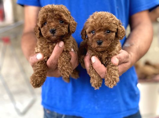 Red Toy Poodle Yavrular