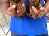 Red Toy Poodle Yavrular
