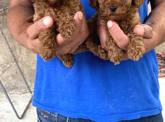 Red Toy Poodle Yavrular görsel