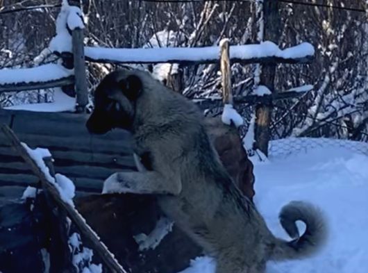Sivas Kangal Yavrular Sahiplendirilecektir görsel