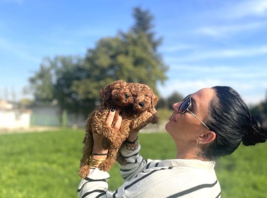 Toy Poddle Yavrularım Sağlık Ve Irk Garantilidir görsel