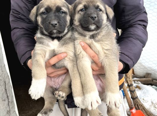 Sivas Kangal Yavrular Sahiplendirilecektir görsel