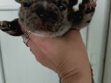 Egzoti̇c Blue Fawn Fransiz Bulldog Yavrularimiz