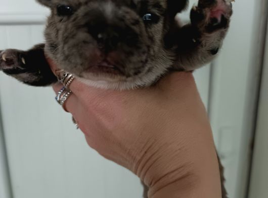Egzoti̇c Blue Fawn Fransiz Bulldog Yavrularimiz görsel
