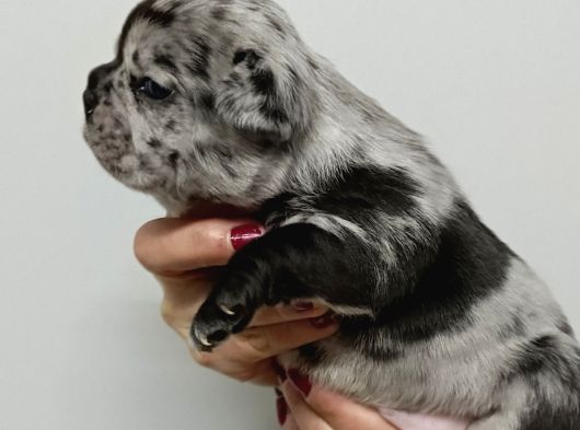 Egzoti̇c Blue Fawn Fransiz Bulldog Yavrularimiz görsel