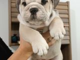 Irk Garanti̇li̇ İngi̇li̇z Bulldog Yavrulari