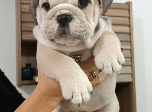 Irk Garanti̇li̇ İngi̇li̇z Bulldog Yavrulari görsel