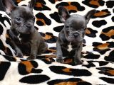 Egzoti̇c Blue Fawn Fransiz Bulldog Yavrularimiz