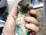 Prehistoricpets Güvencesi Ile Konur