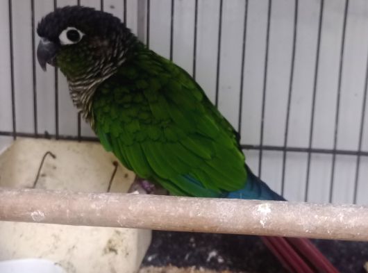 Prehistoricpets Güvencesi Ile Konur