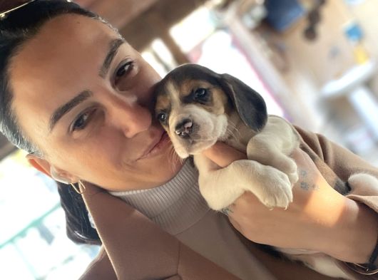 Beagle Yavrulatım Sağlık Ve Irk Garantilidşr görsel