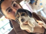 Beagle Yavrulatım Sağlık Ve Irk Garantilidşr
