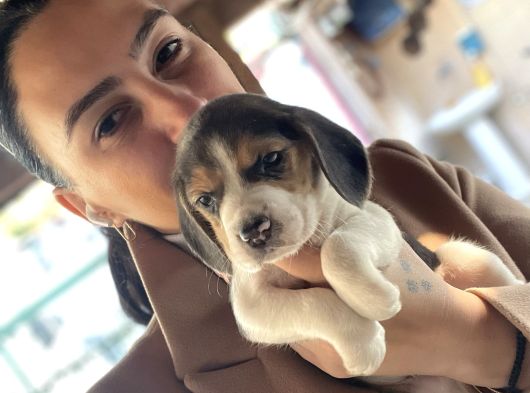 Beagle Yavrulatım Sağlık Ve Irk Garantilidşr görsel