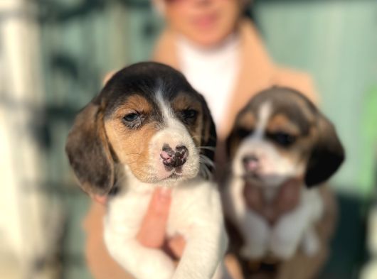 Beagle Yavrulatım Sağlık Ve Irk Garantilidşr