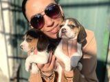 Beagle Yavrulatım Sağlık Ve Irk Garantilidşr