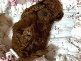 SAĞLIK KONTROLLÜ VE EN ÖZEL POODLE YAVRULARI