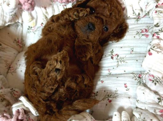 Sağlik Kontrollü Ve En Özel Poodle Yavrulari