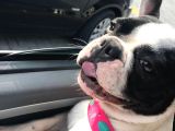 French Buldog Mika Sahiplendirilecektir